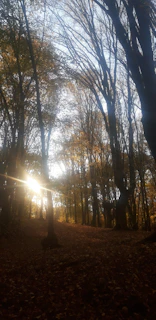Sunlight filtering through tall trees onto a quiet woodland path scattered with autumn leaves.