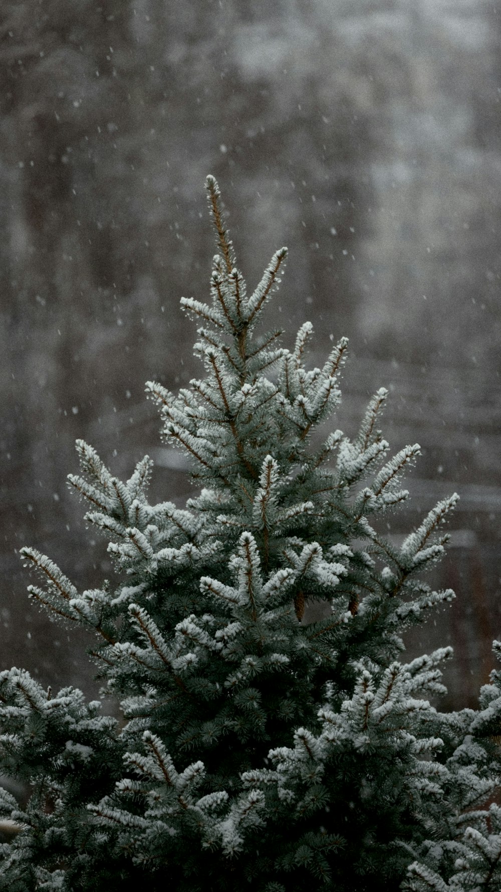 a pine tree covered in snow in a forest