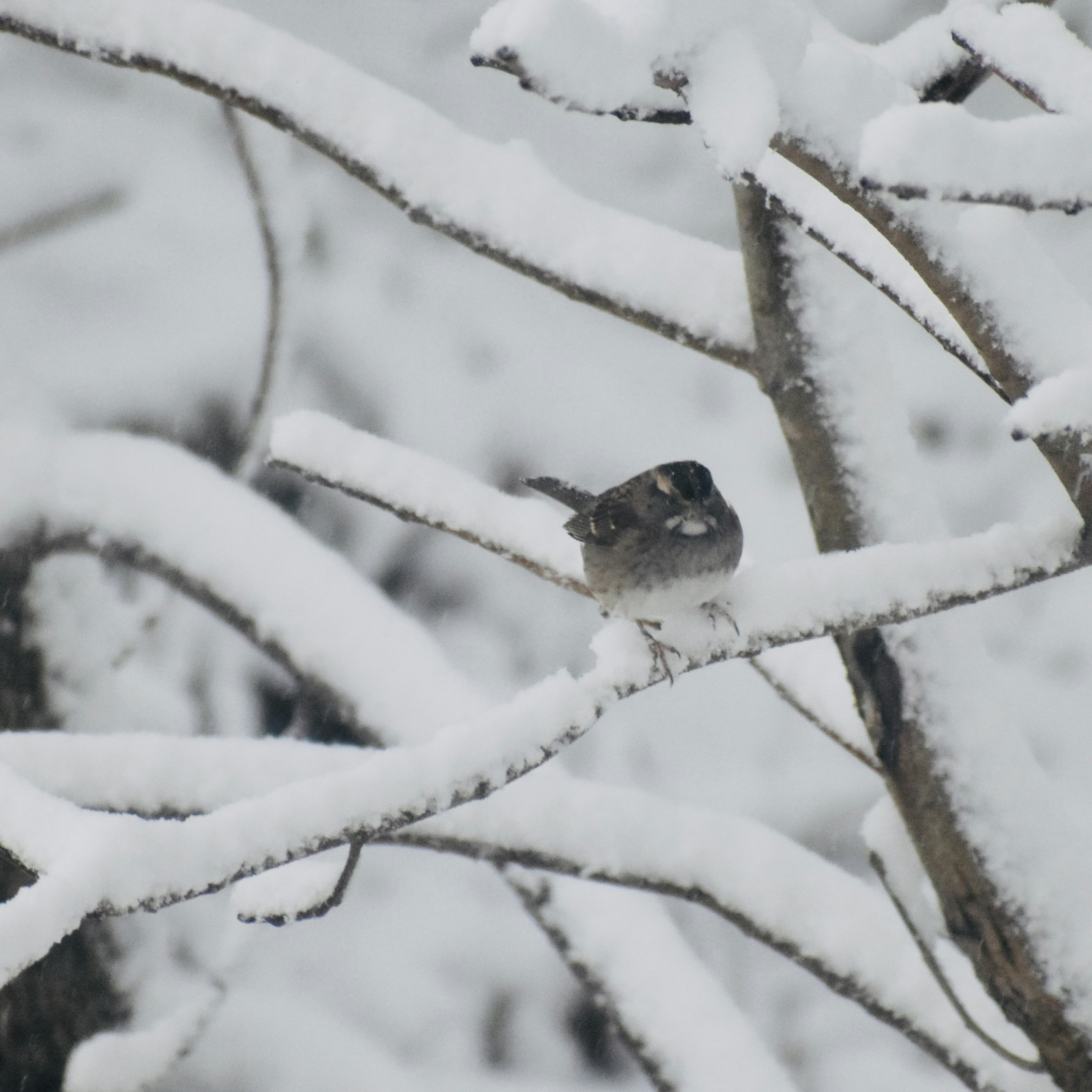 Photo by chitrasara93