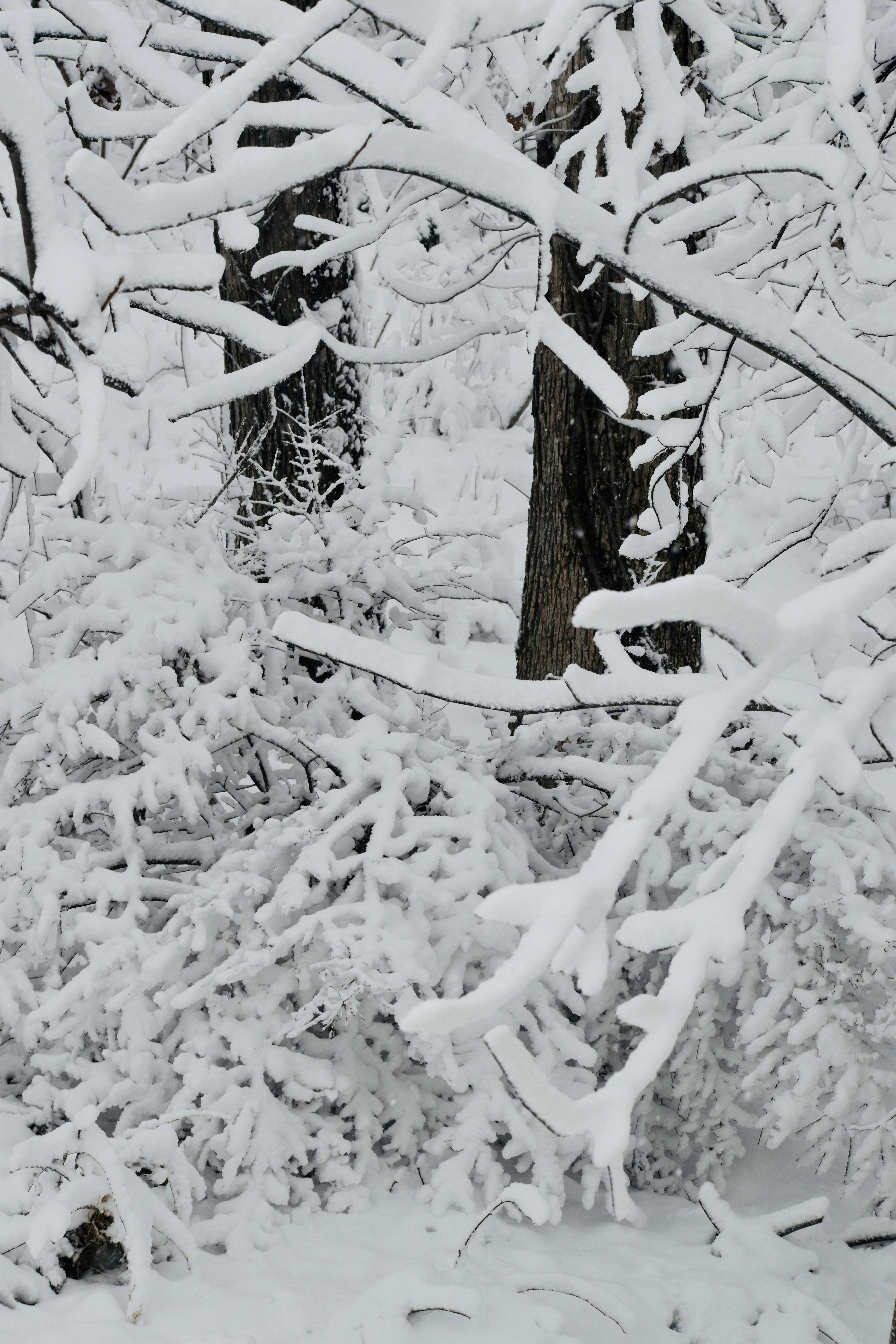 Photo by chitrasara93