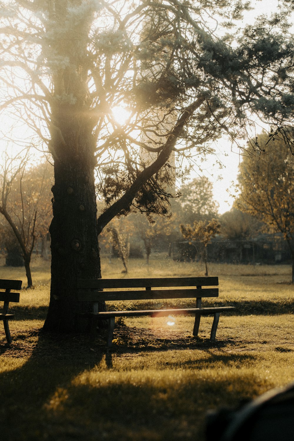 a couple of park benches sitting under a tree