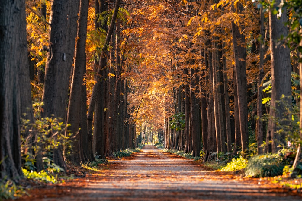 a dirt road surrounded by lots of trees