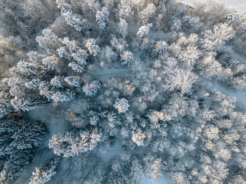 an aerial view of a snow covered forest