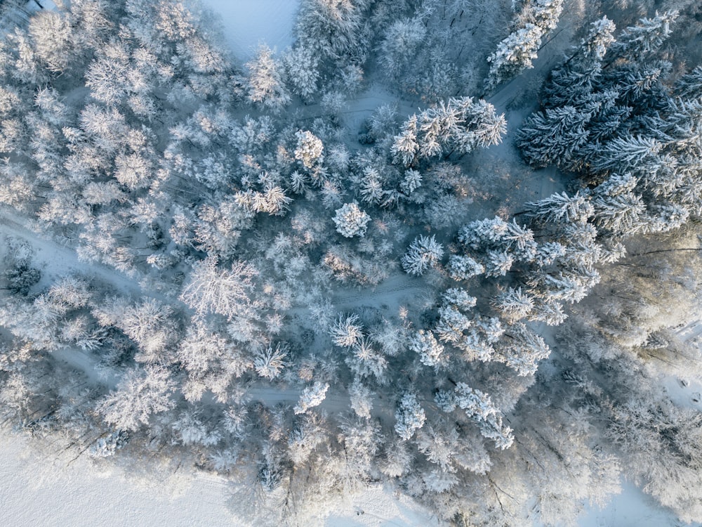 an aerial view of a snow covered forest