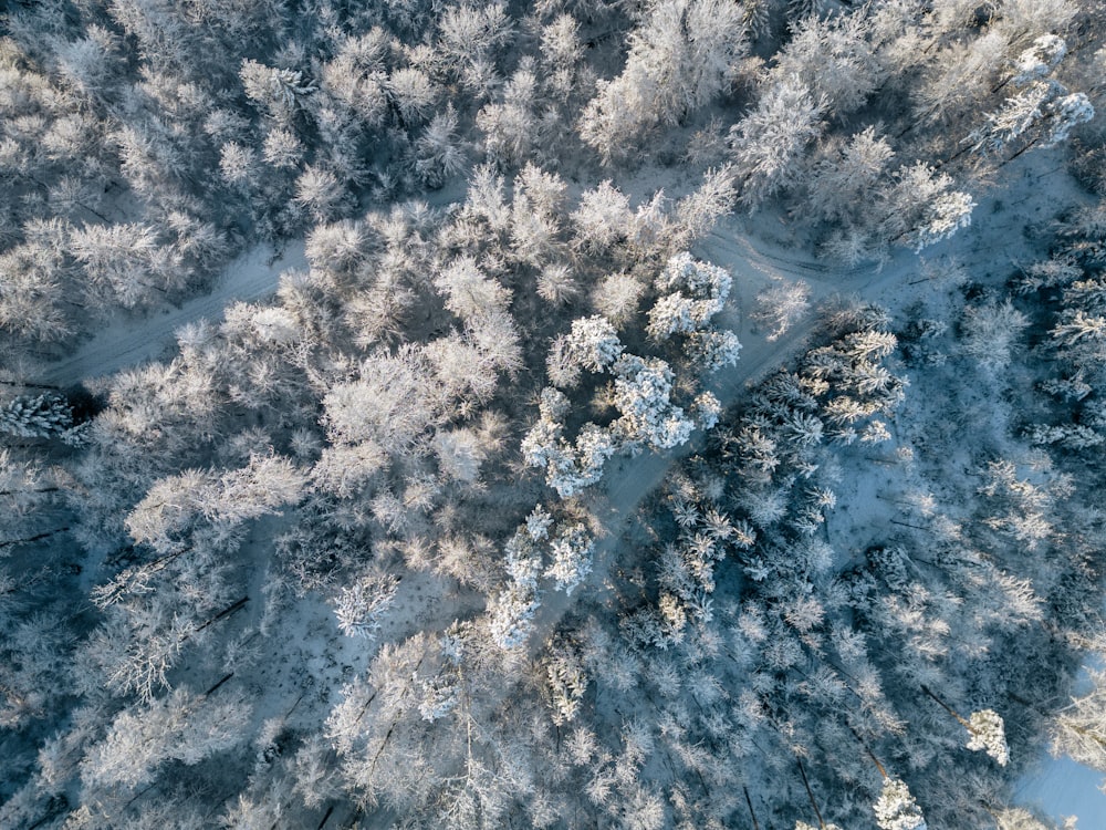 an aerial view of a snow covered forest