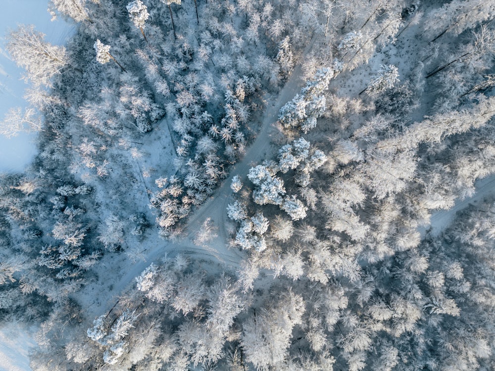 an aerial view of a snow covered forest