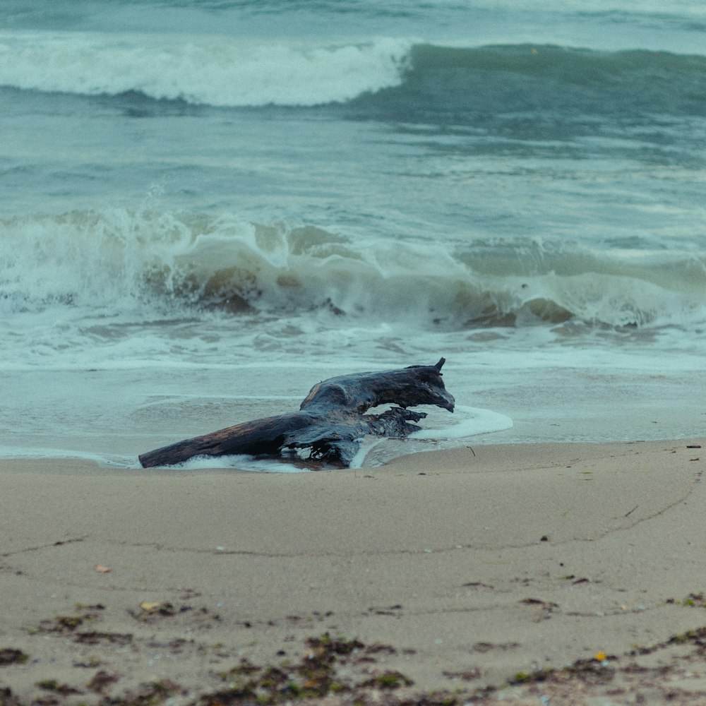 a dead animal laying on a beach next to the ocean