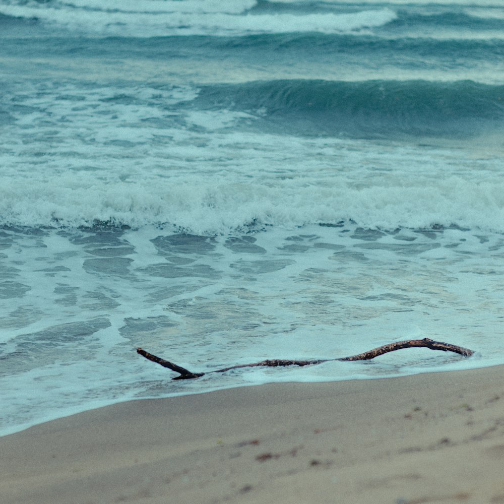 a branch sticking out of the water on a beach