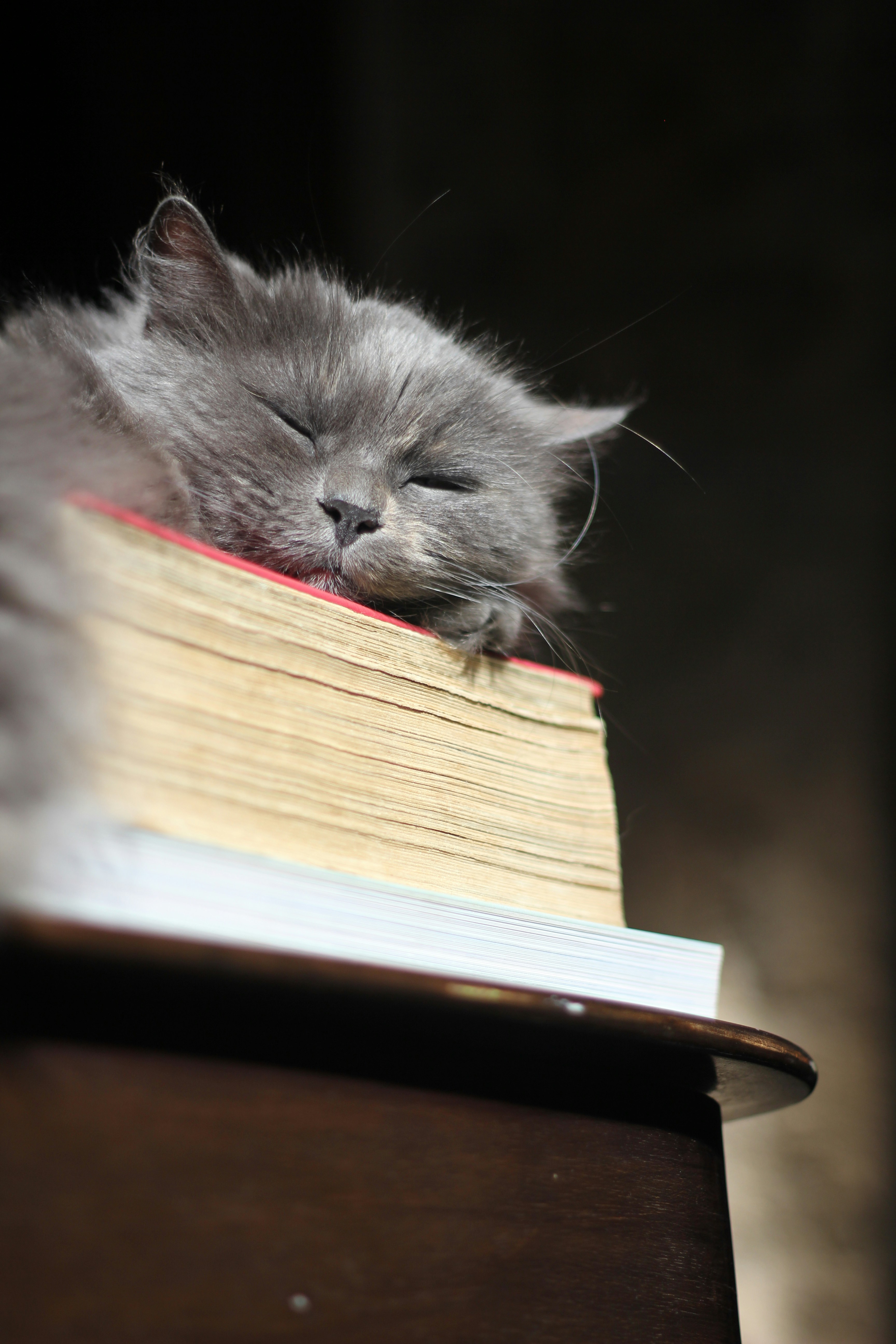 a gray cat sleeping on top of a book