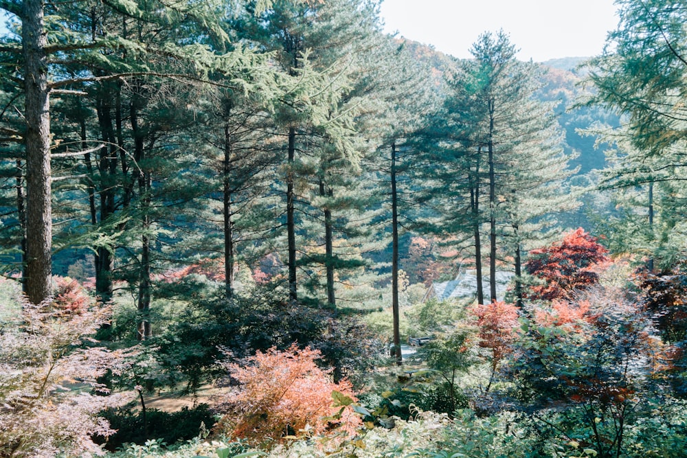 a forest filled with lots of tall trees