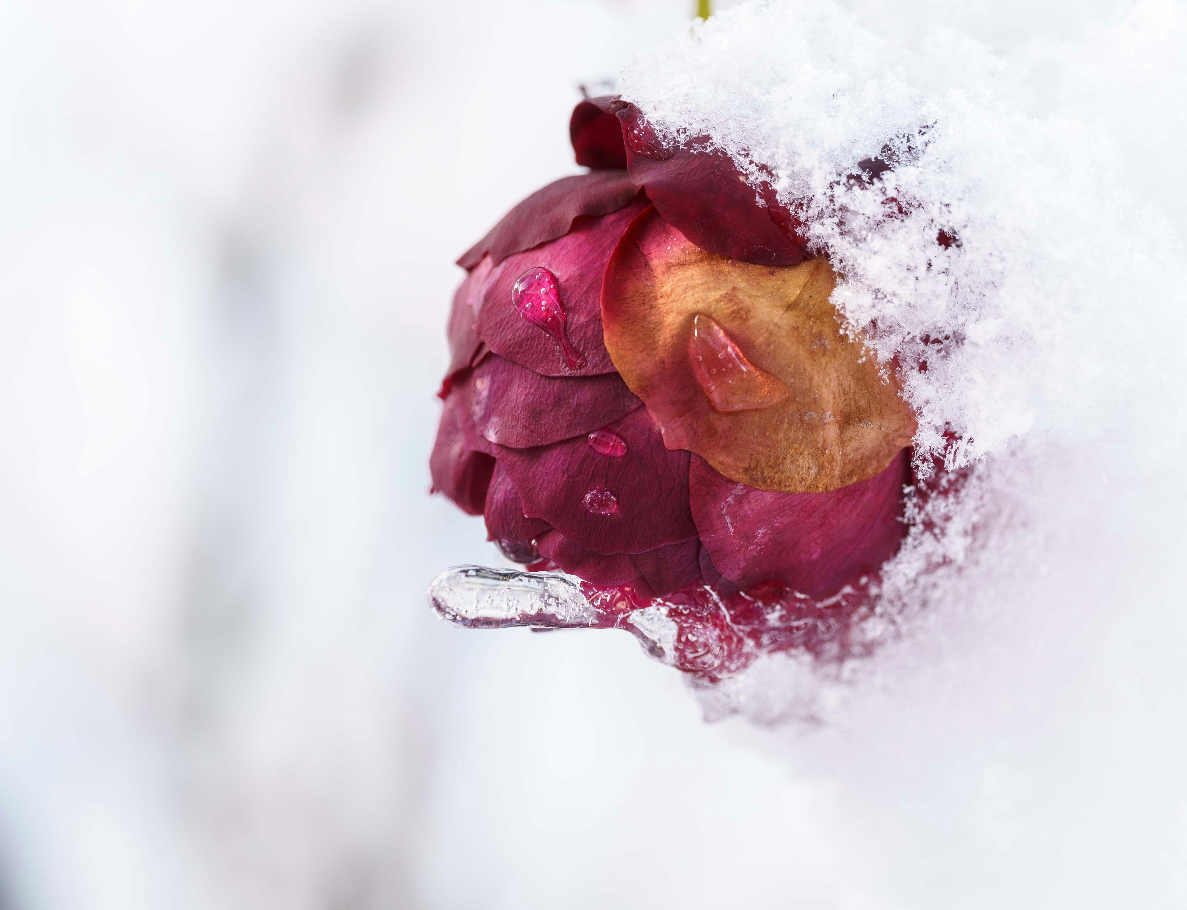 a red flower is covered in snow with a spoon