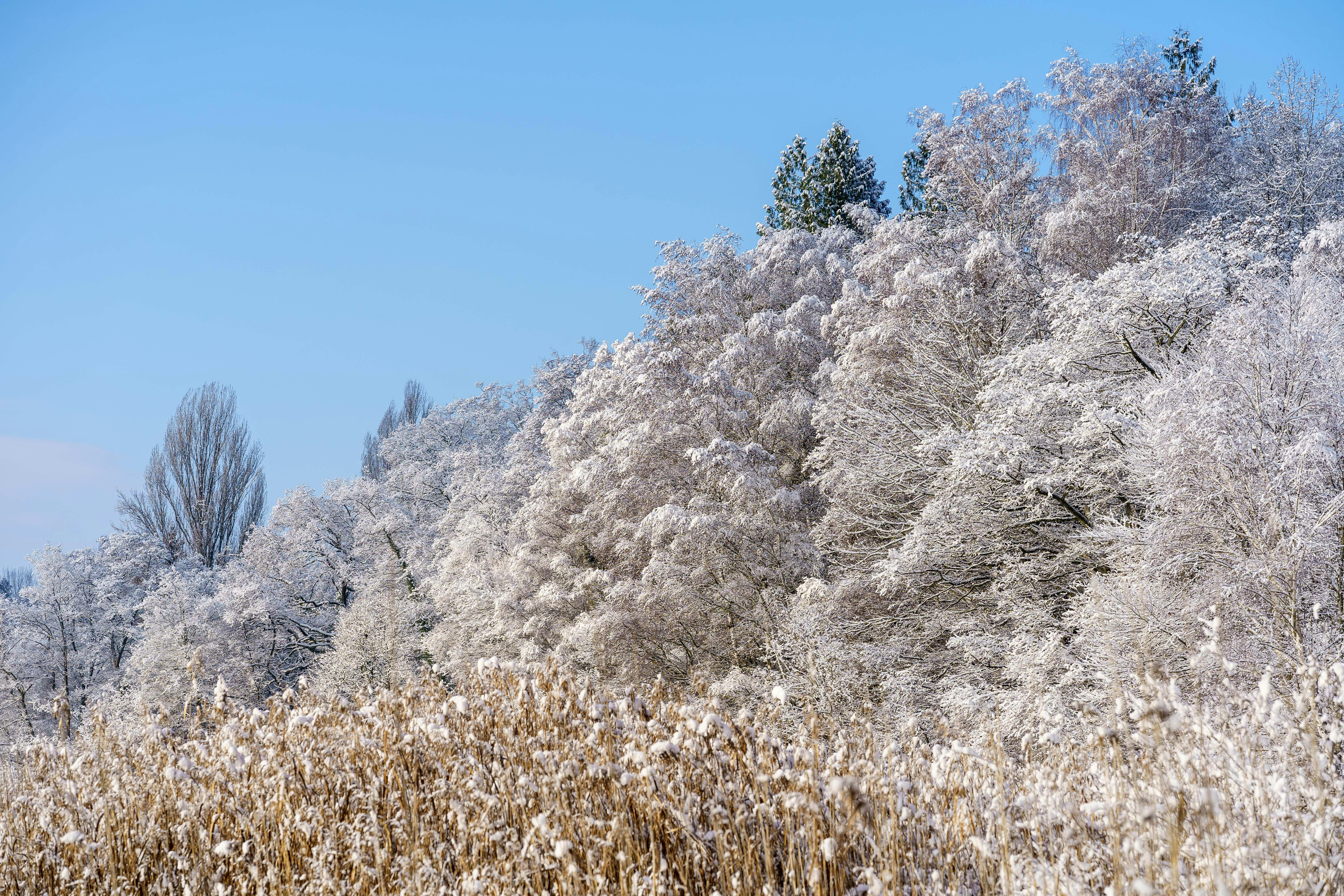 A field of tall grass with trees in the background photo – Free Himmel ...