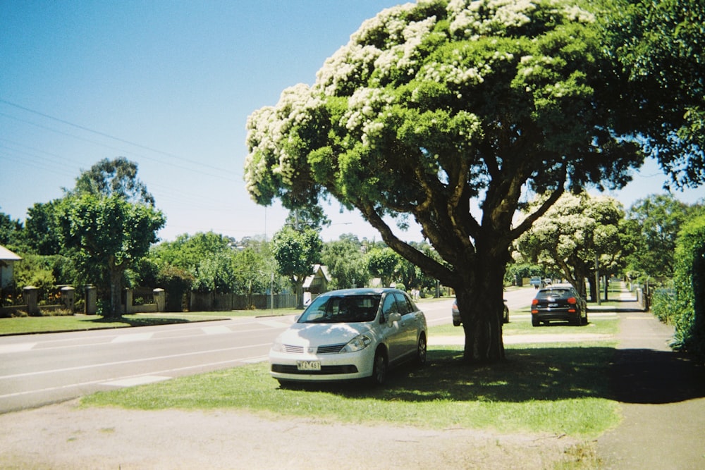 a car parked next to a tree on the side of a road
