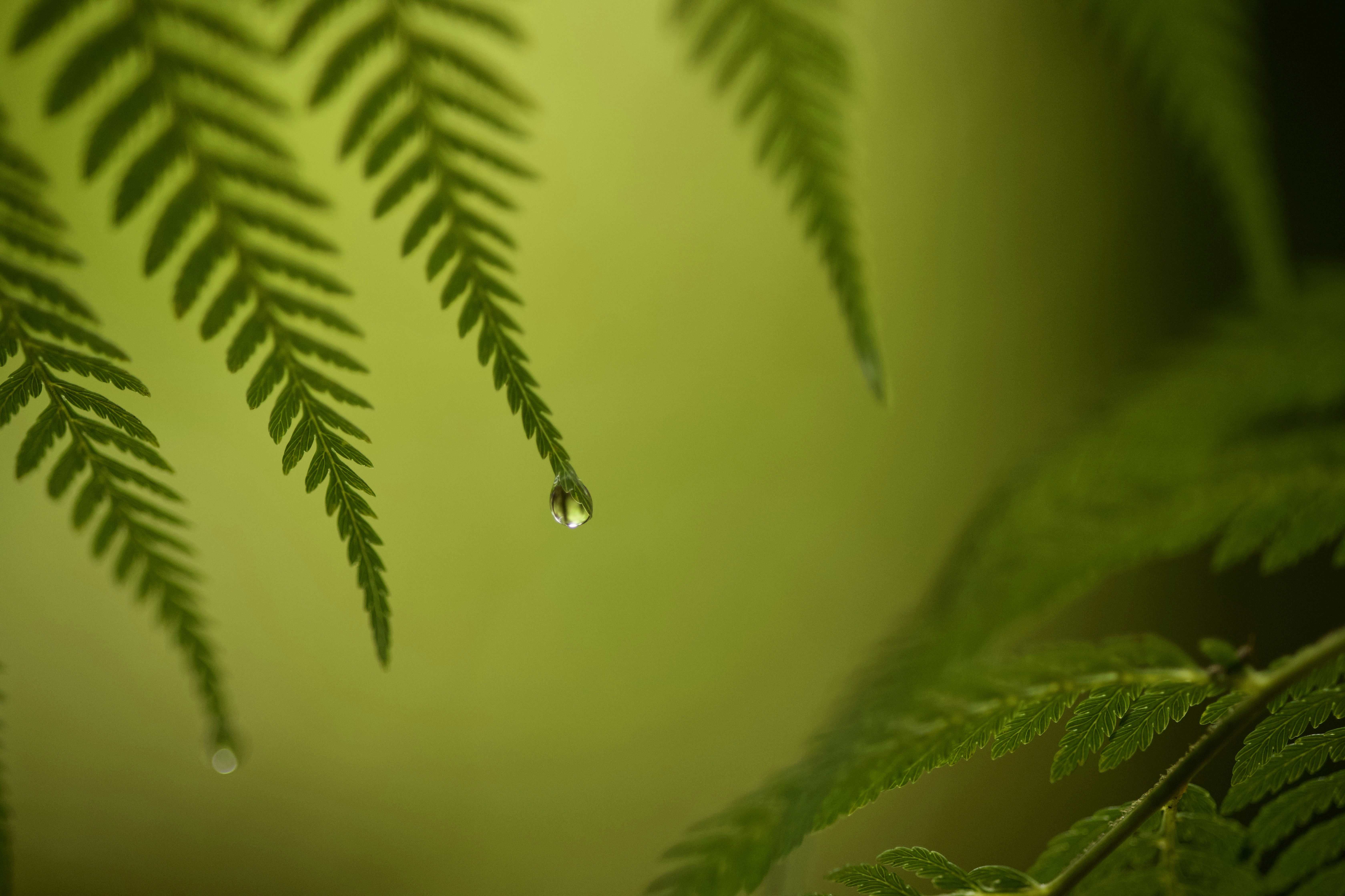 morning dew on ferns in soft light