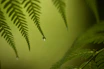 Close-up of delicate fern leaves with morning dew drops sparkling.