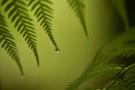 A close-up of a delicate green fern leaf with morning dew drops glistening in soft natural light.