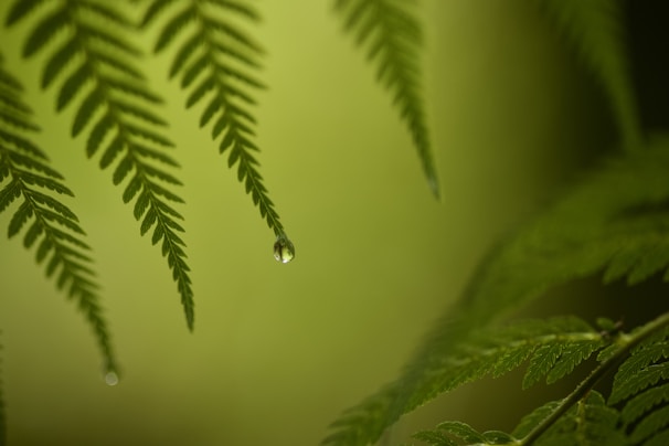 Close-up of a delicate fern leaf with morning dew drops glistening in soft natural light