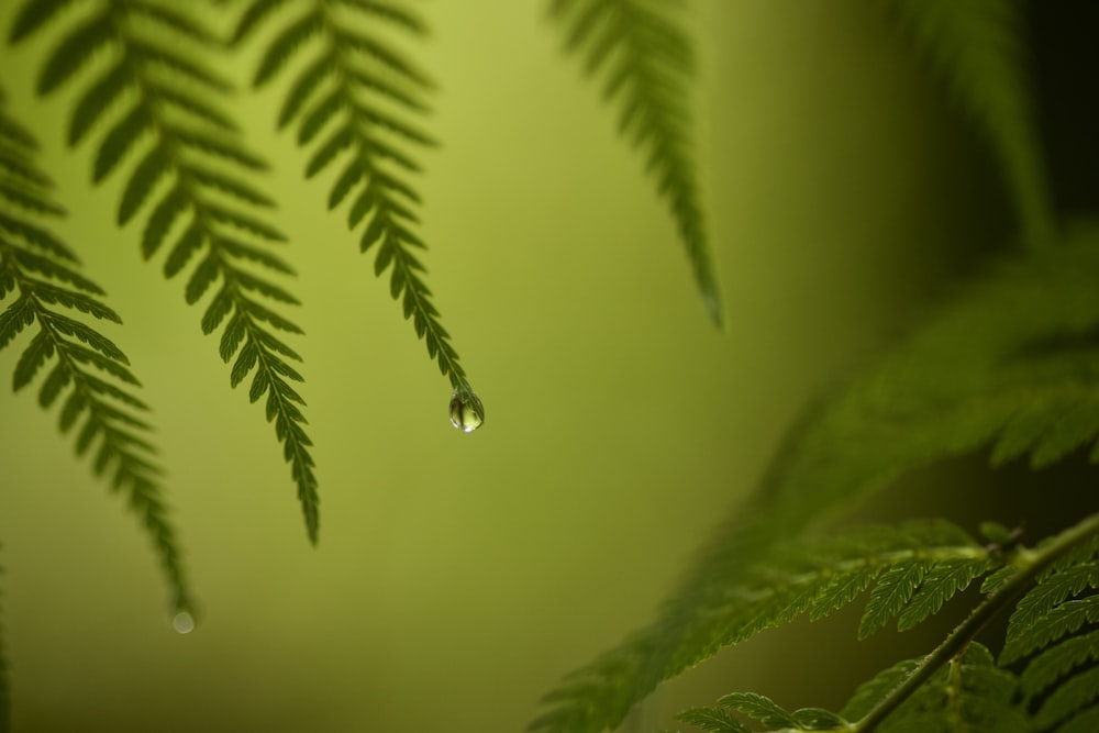 uma folha verde com gotas de água sobre ela