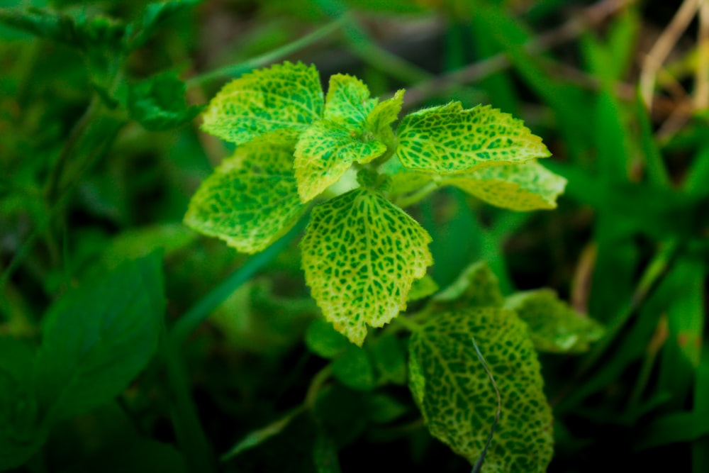 a close up of a green leaf on a plant