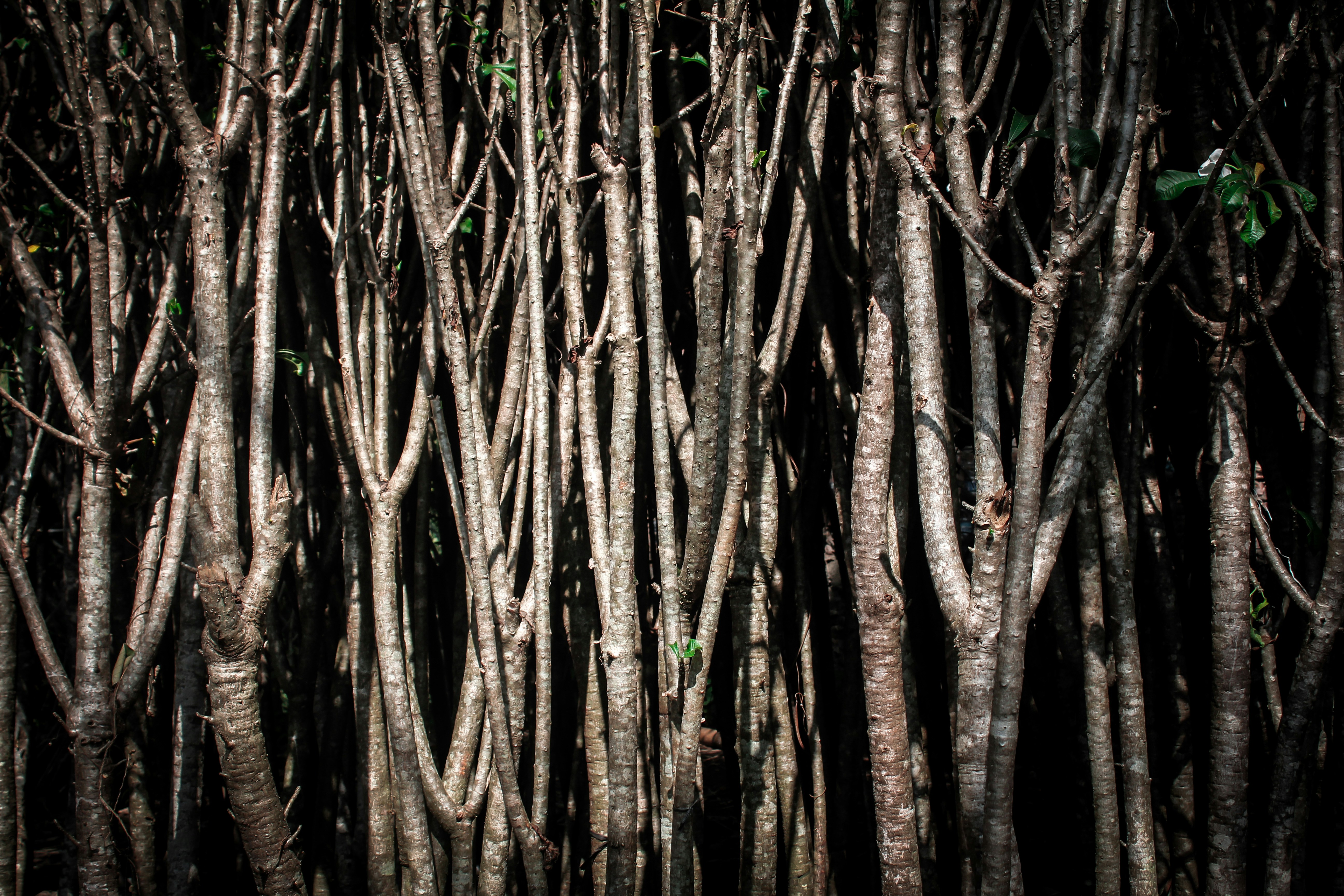 a group of trees that are next to each other