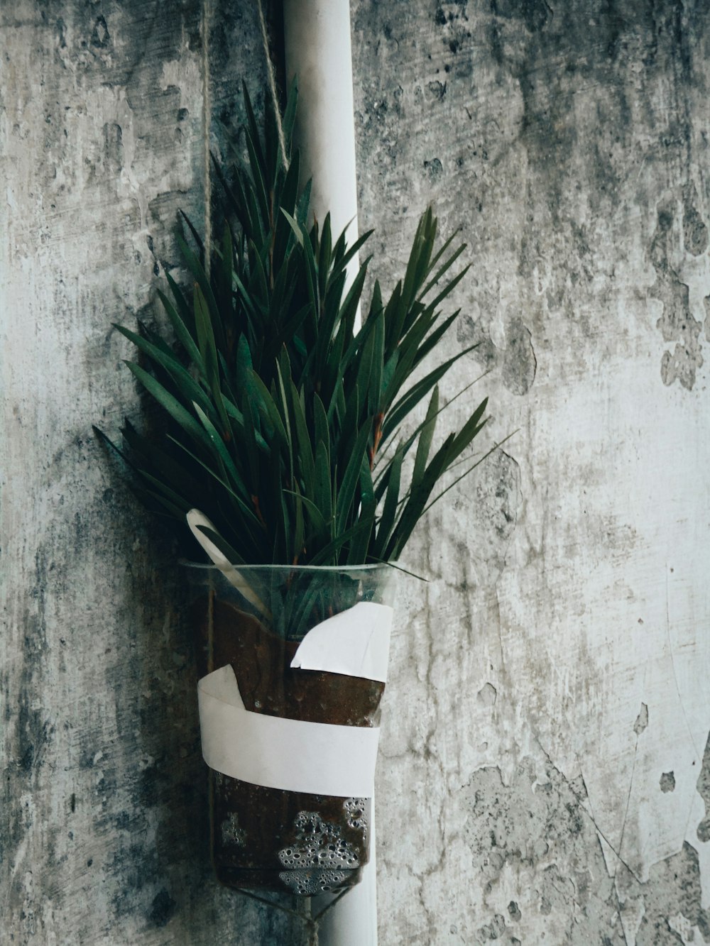 a plant in a vase hanging on a wall