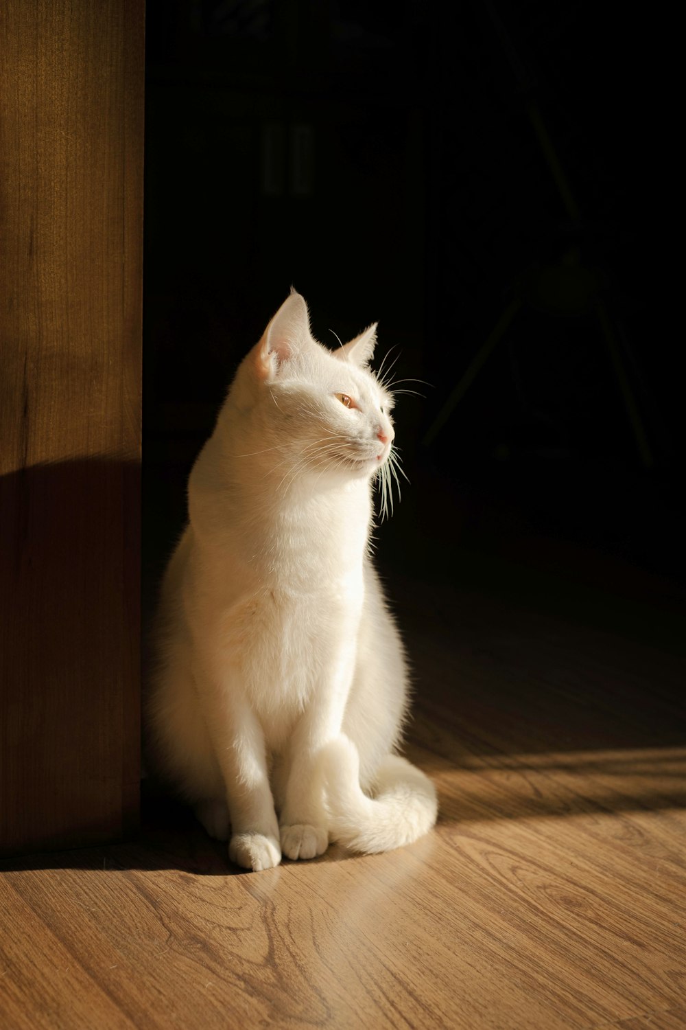 a white cat sitting on a wooden floor