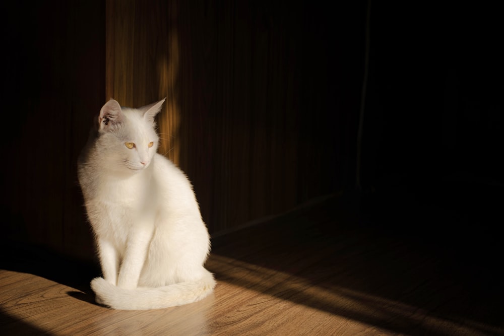 a white cat sitting on top of a wooden floor