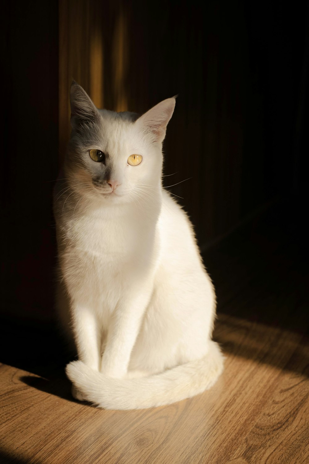 a white and gray cat sitting on a wooden floor