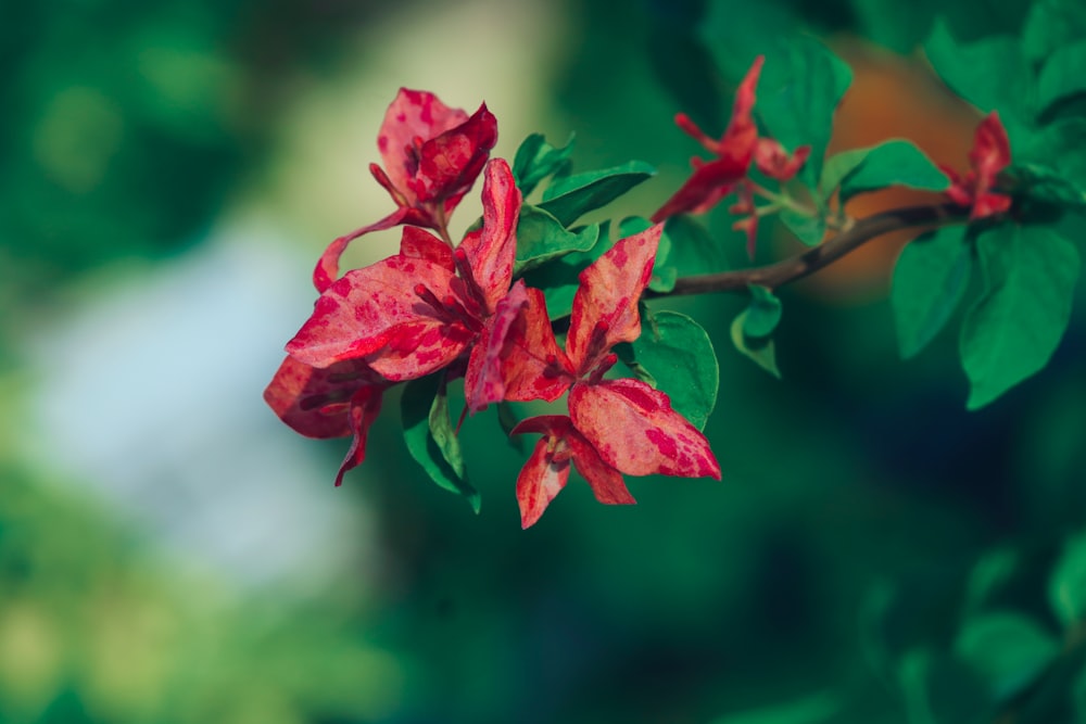 a close up of a flower on a tree branch