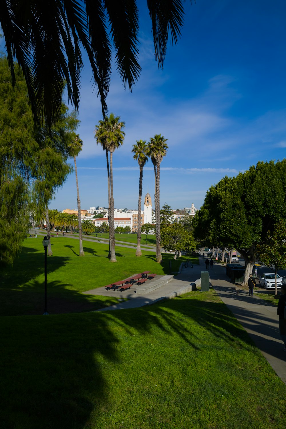 a park with palm trees and a few benches