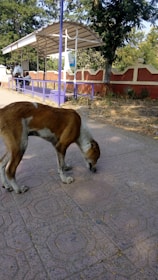 A stray dog is sniffing the ground on a paved path near a small bus stop or shelter. The shelter has a purple bench and roof supported by white posts. There are trees and a red and white wall behind the shelter. A person is sitting on the bench, looking at their phone.