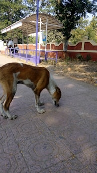 A stray dog is sniffing the ground on a paved path near a small bus stop or shelter. The shelter has a purple bench and roof supported by white posts. There are trees and a red and white wall behind the shelter. A person is sitting on the bench, looking at their phone.