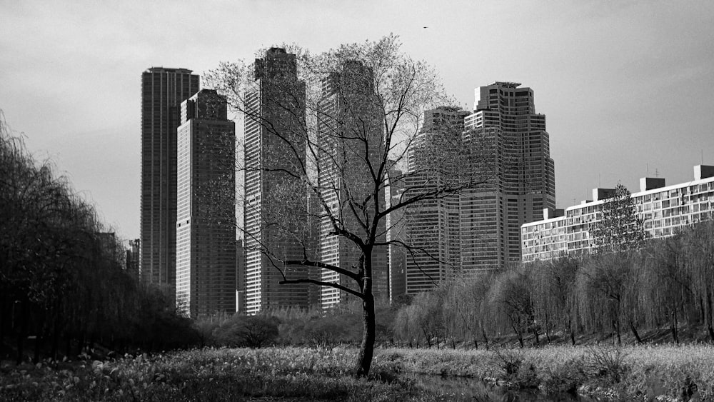 a black and white photo of a tree in a park