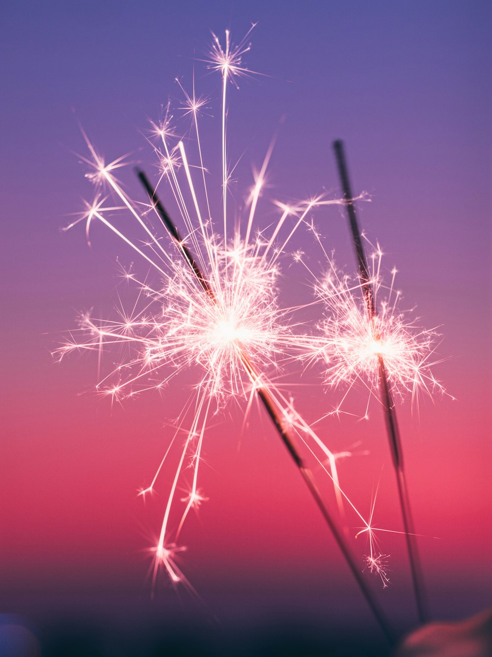 a close up of a dandelion on a purple and pink background