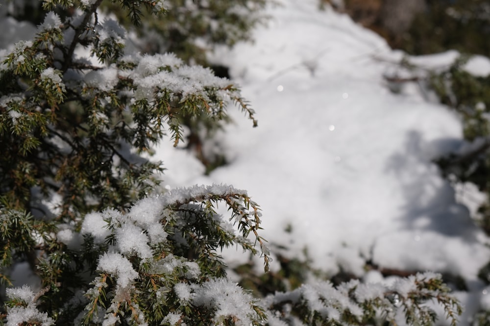 a close up of snow on a pine tree