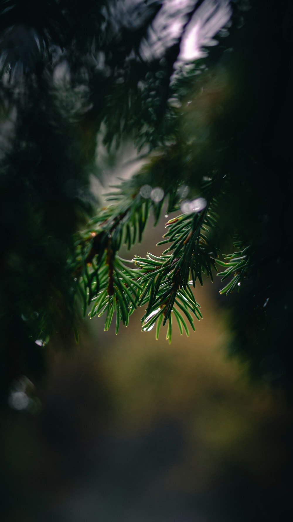 a close up of a pine tree branch