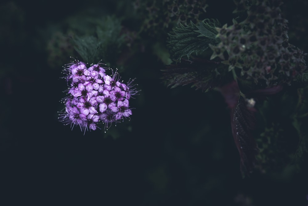 a close up of a purple flower on a black background