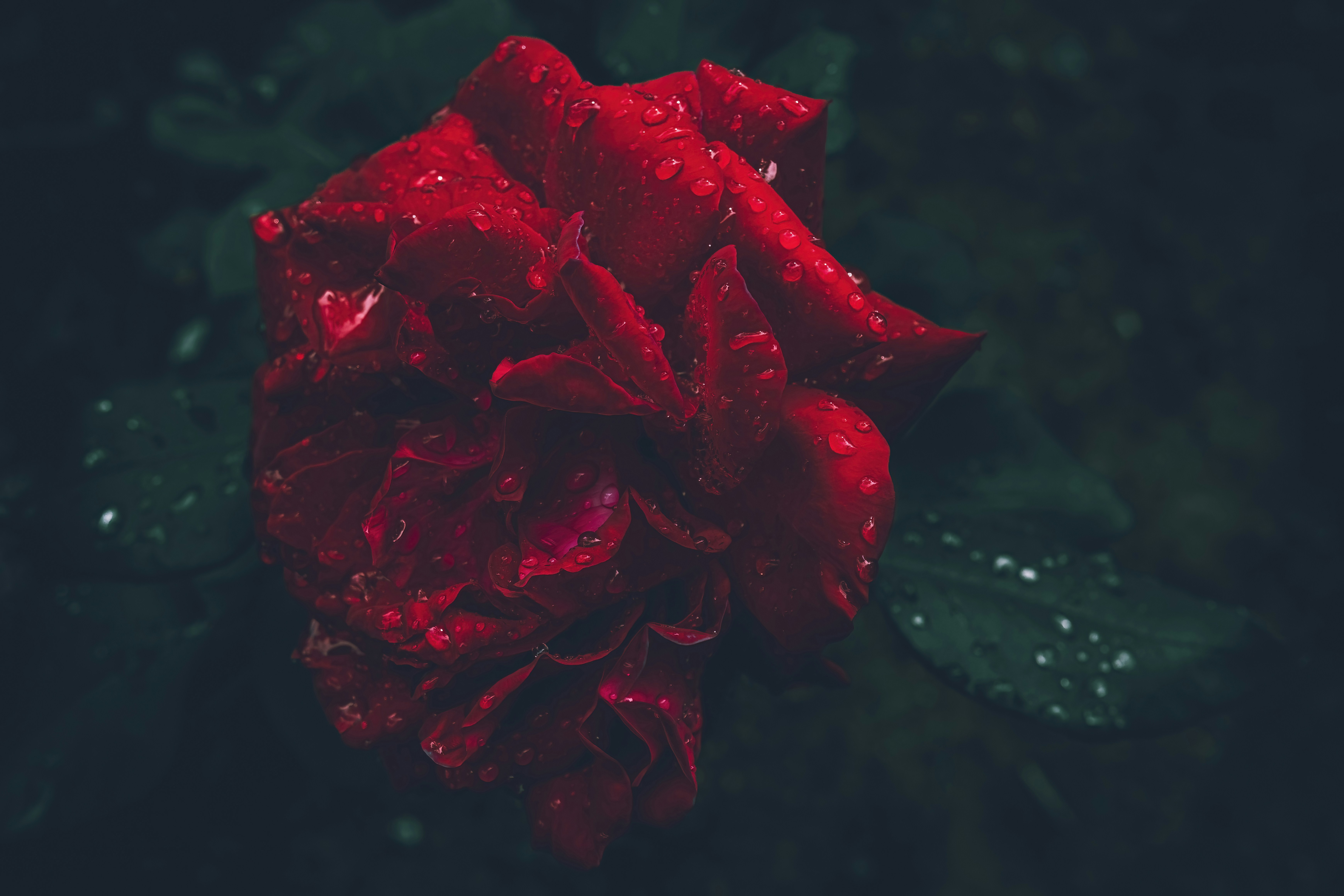 a red rose with water droplets on it