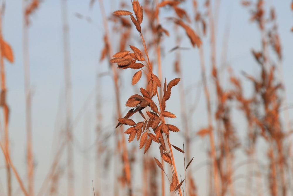 a close up of a plant with brown leaves