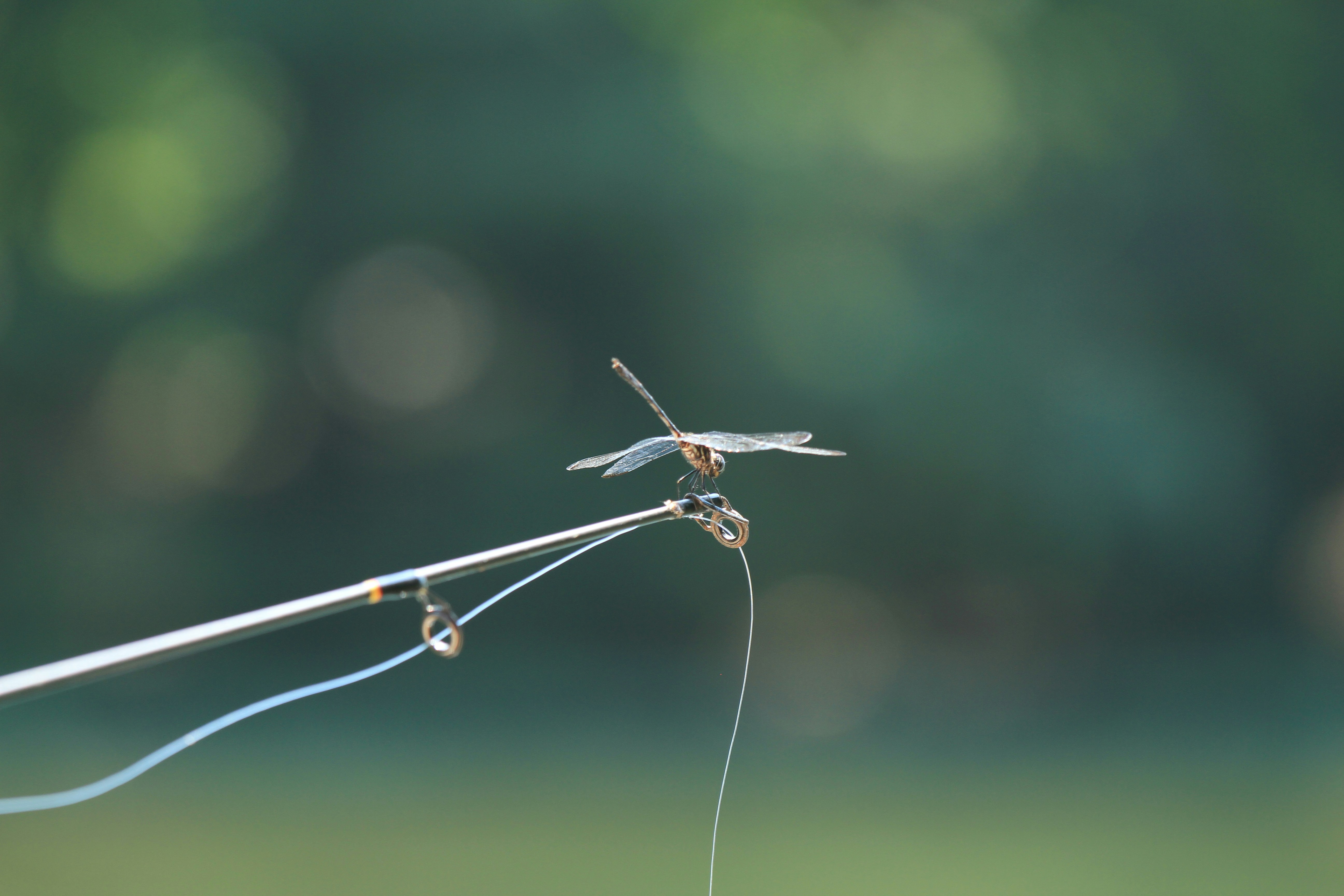 eine Nahaufnahme eines kleinen Insekts auf einem Stock