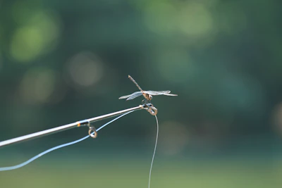 a close up of a small insect on a stick