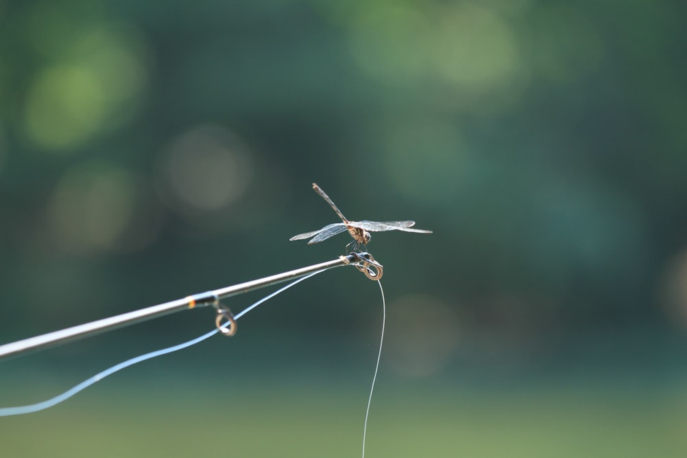 a close up of a small insect on a stick