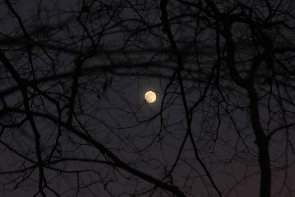 a full moon seen through the branches of a tree