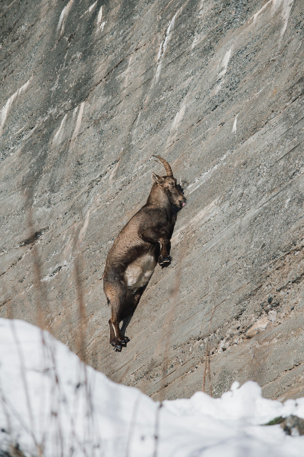 a goat standing on its hind legs in the snow