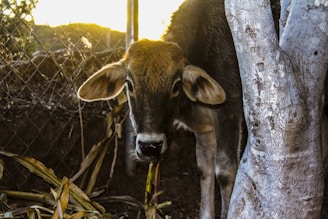 a brown cow standing next to a tree