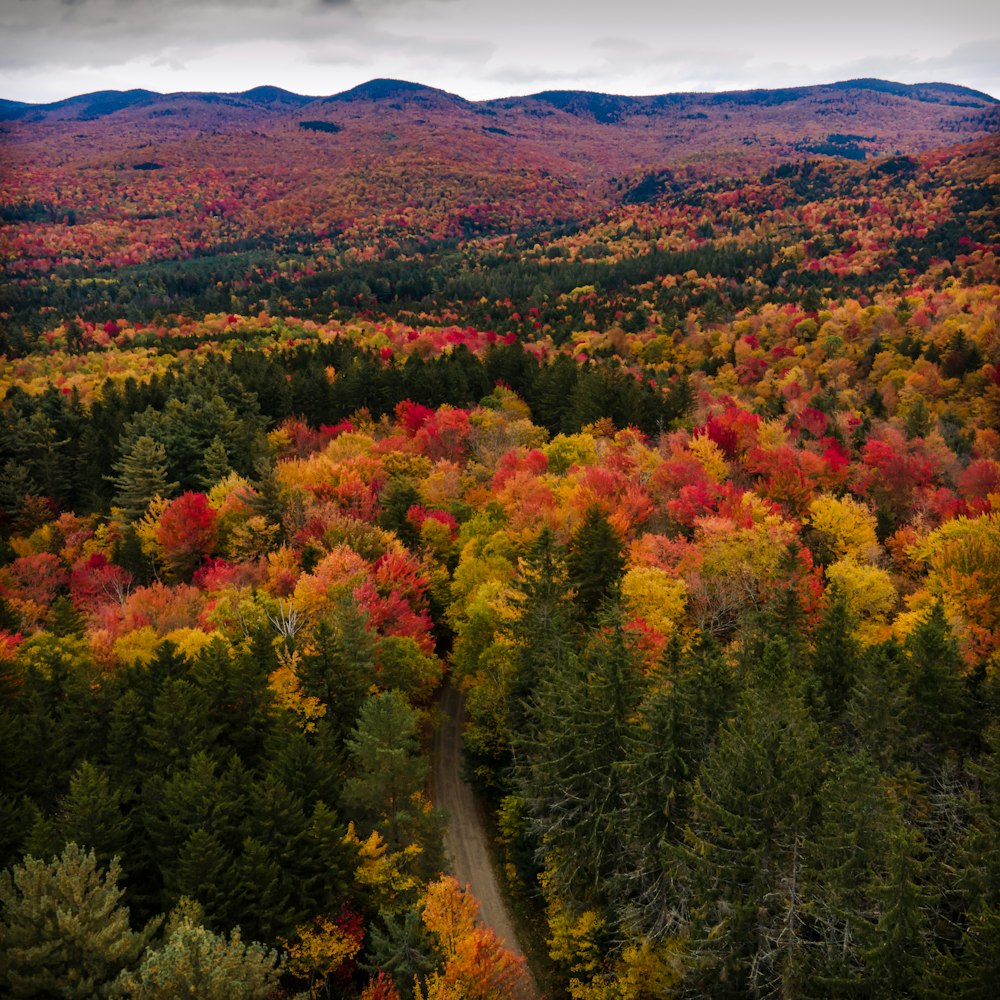 a road winding through a forest filled with lots of trees