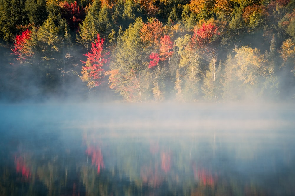 a body of water surrounded by lots of trees