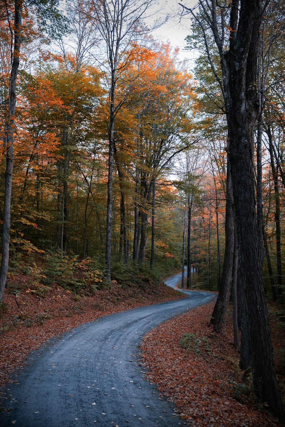 a winding road in the middle of a forest