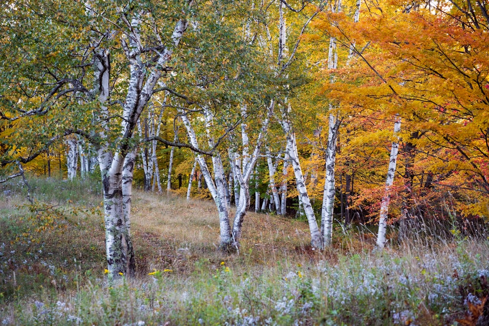 a group of trees that are in the grass