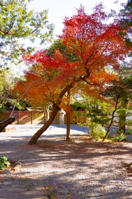 A serene garden features a vibrant Japanese maple tree with bright red and orange leaves. The tree's branches stretch gracefully, casting shadows on the gravel path below. The background includes traditional wooden structures with a natural setting of greenery and sunlight filtering through the leaves.
